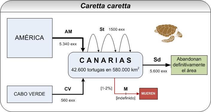 modelo tortuga