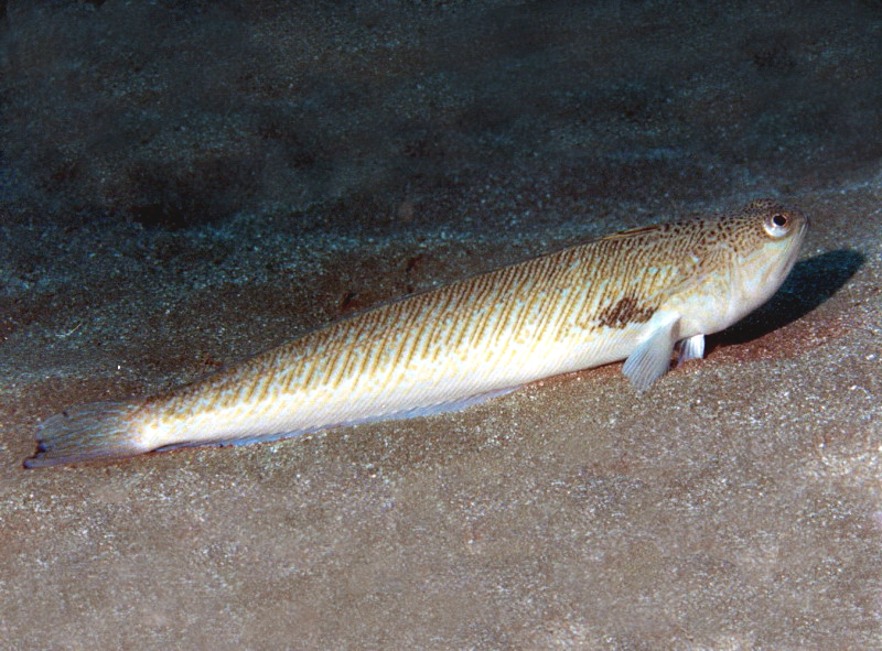 araa 3