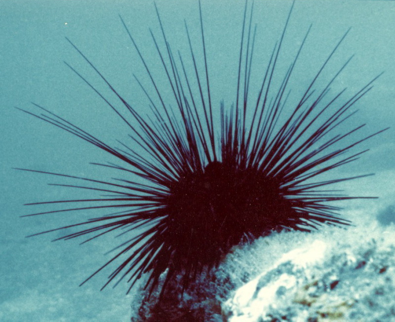 diadema
