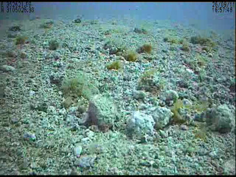 maerl