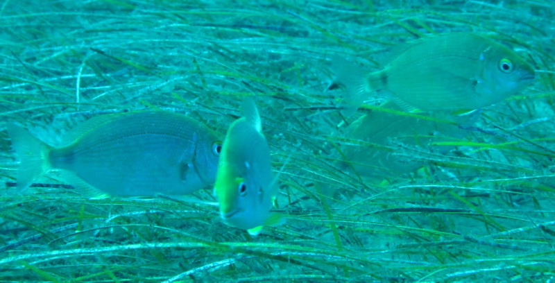 mojarras