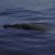 Animales Marinos &raquo; Cetaceos